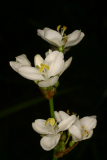 Libertia grandiflora RCP6-06 066.jpg